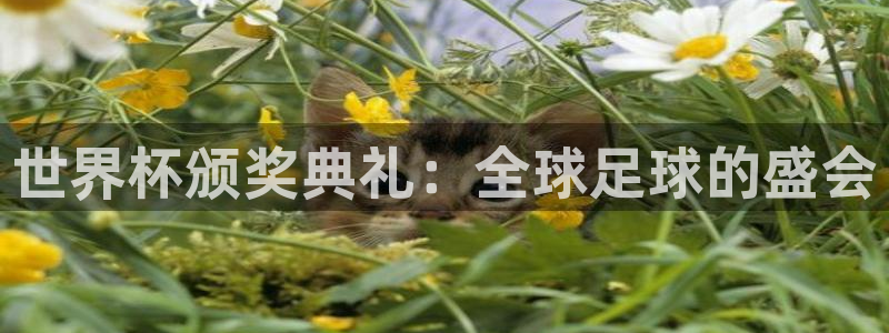 足球世界杯预选赛:世界杯颁奖典礼:全球足球的盛会
